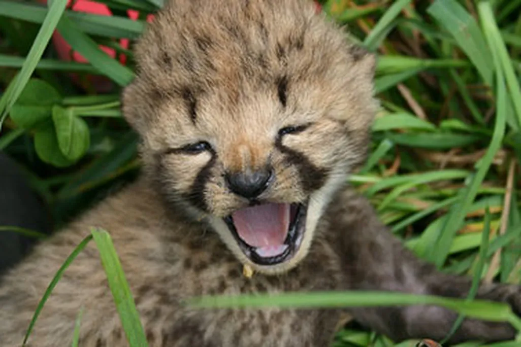 Cheetah cub at the Smithsonian Conservation Biology Institute