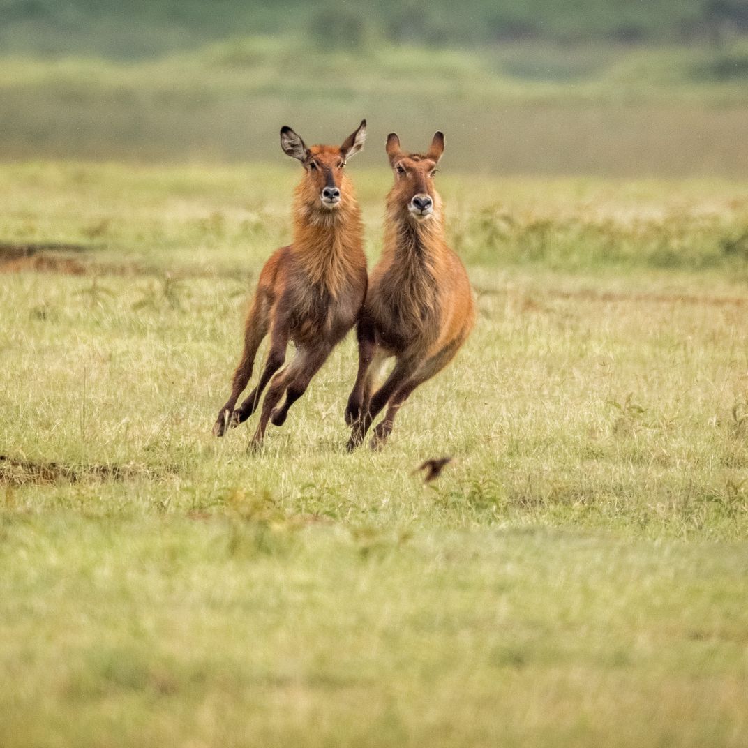 Jump Side by Side Smithsonian Photo Contest Smithsonian Magazine