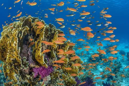 Orange scalefin anthias fish swarm in front of a fire coral in the Red Sea's Ras Mohammed Marine Park, Egypt.