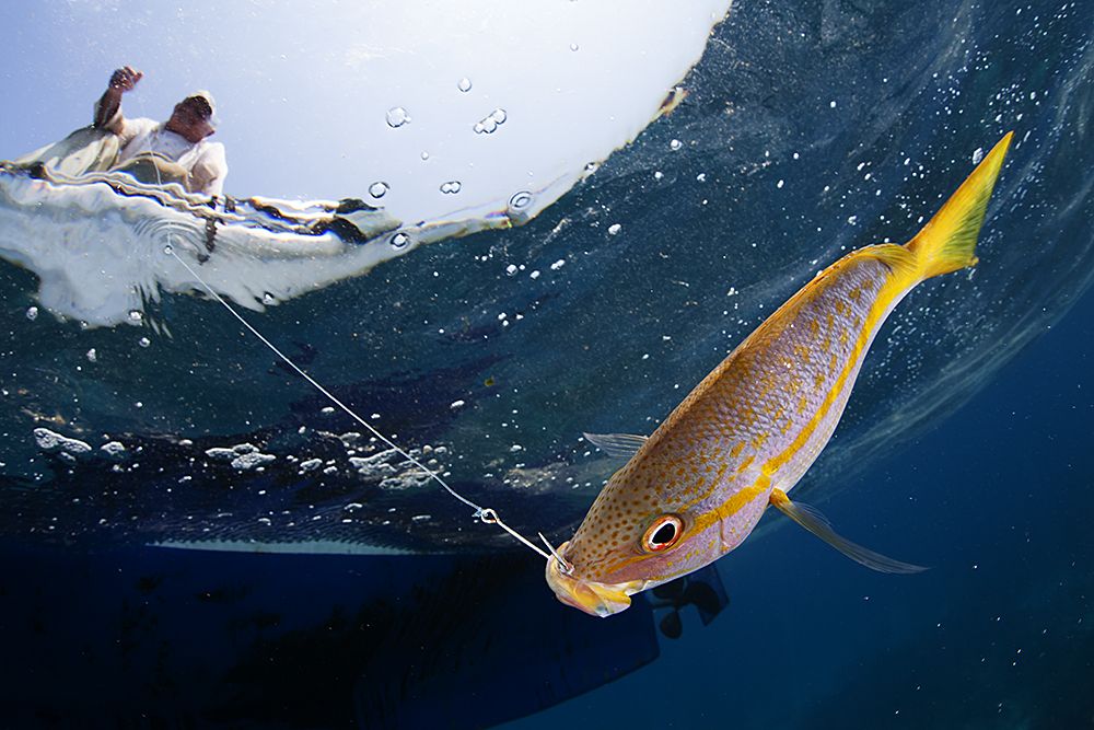 Why Fishes are the Catch of the Day for Climate Research, Smithsonian  Voices