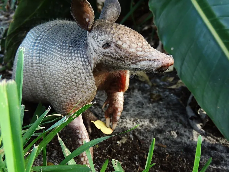 an armadillo amid vegetation