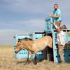 Endangered Wild Horses Return to Kazakhstan for the First Time in at Least 200 Years icon