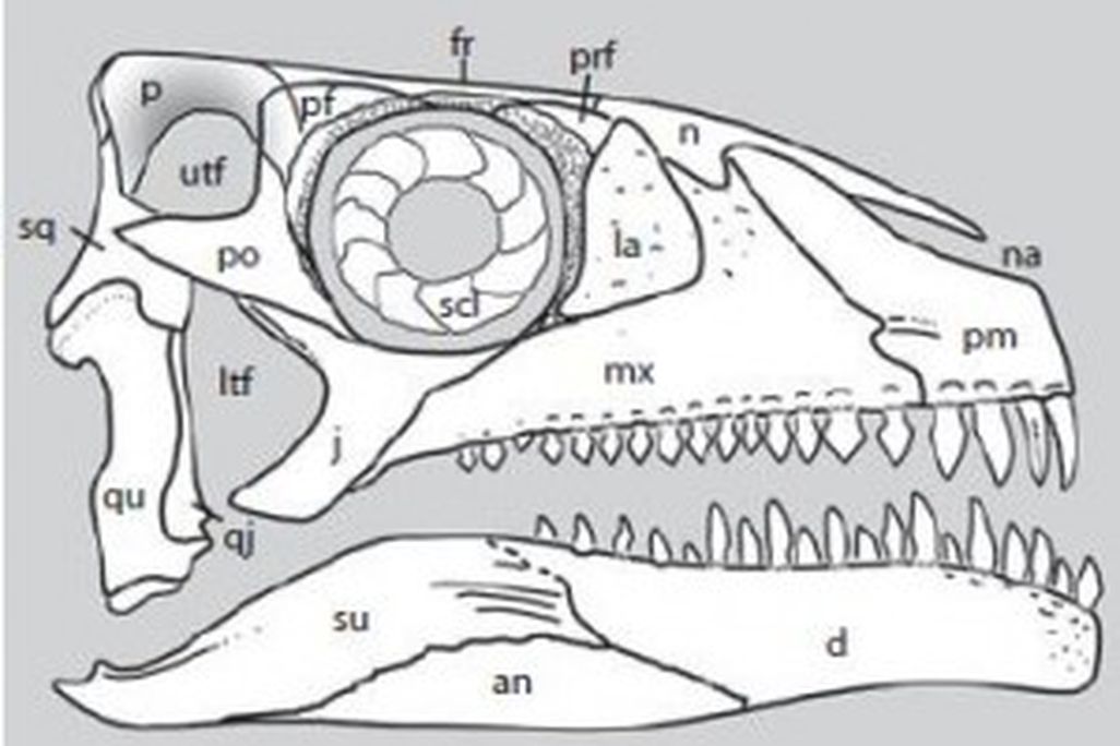 20110520083224archosauromorph-skull-300x203.jpg