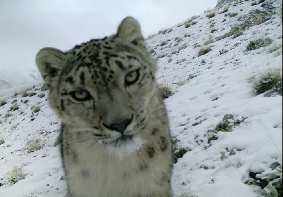 Snow Leopard Fact Sheet, Blog, Nature