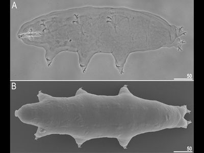 The new species of tardigrade, Macrobiotus shonaicus found in the moss of a Japanese parking lot.