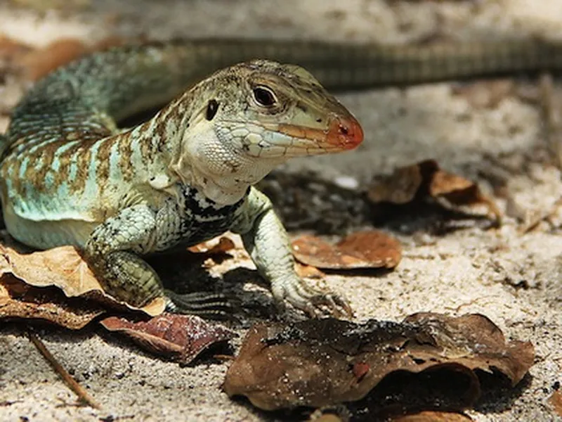 Box of lizards mailed to the wrong New York address