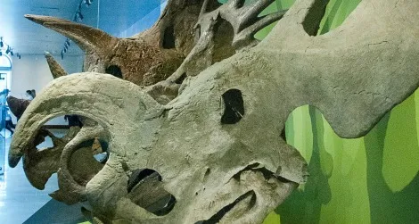 A reconstruction of an Einiosaurus skull in a ceratopsid gallery at the Natural History Museum of Los Angeles.