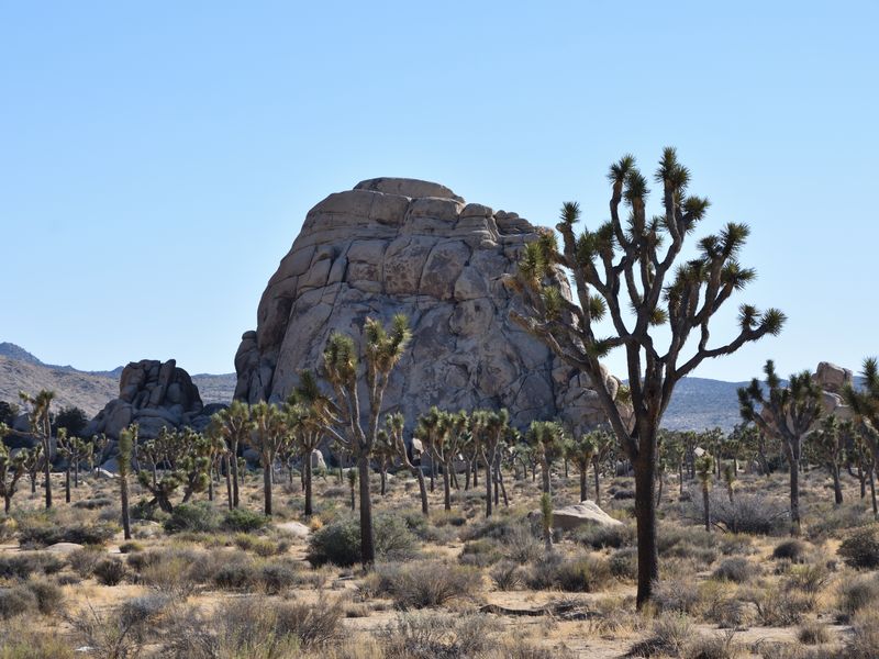 Joshua Tree's rugged rock formations protected by an army of Joshua