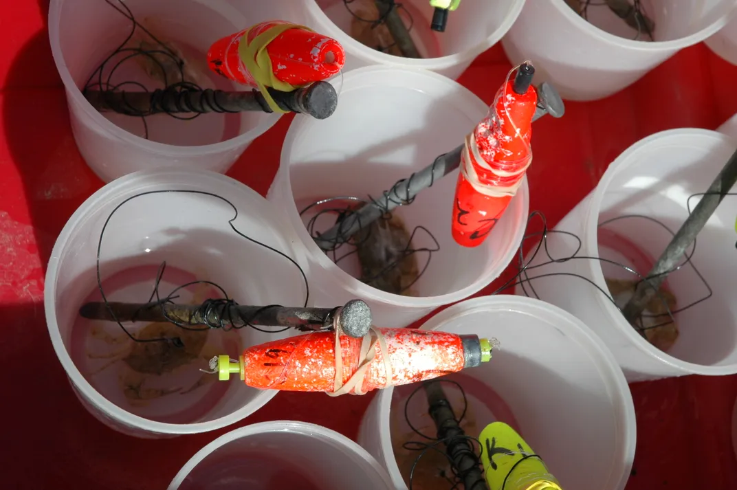 tethered crabs in buckets with their metal stakes and buoys