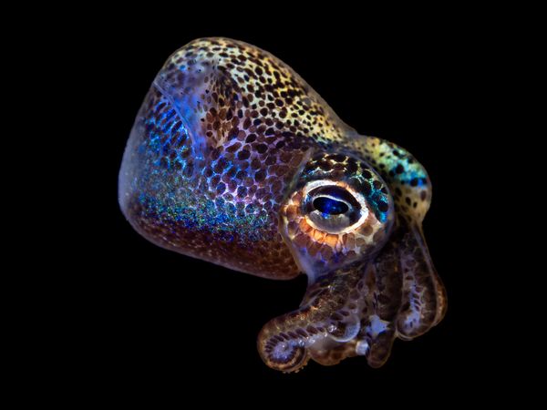 Hawaiian Bobtail Squid hovering in the water column thumbnail