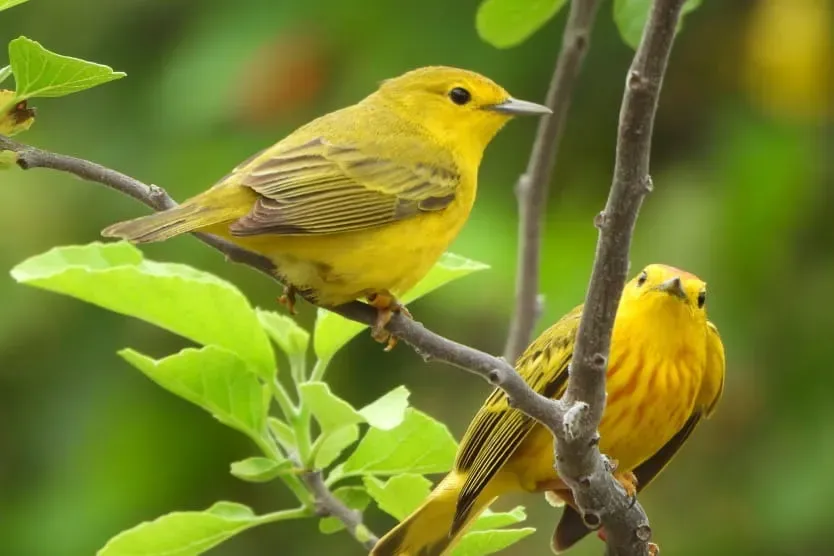 Two yellow birds on branch