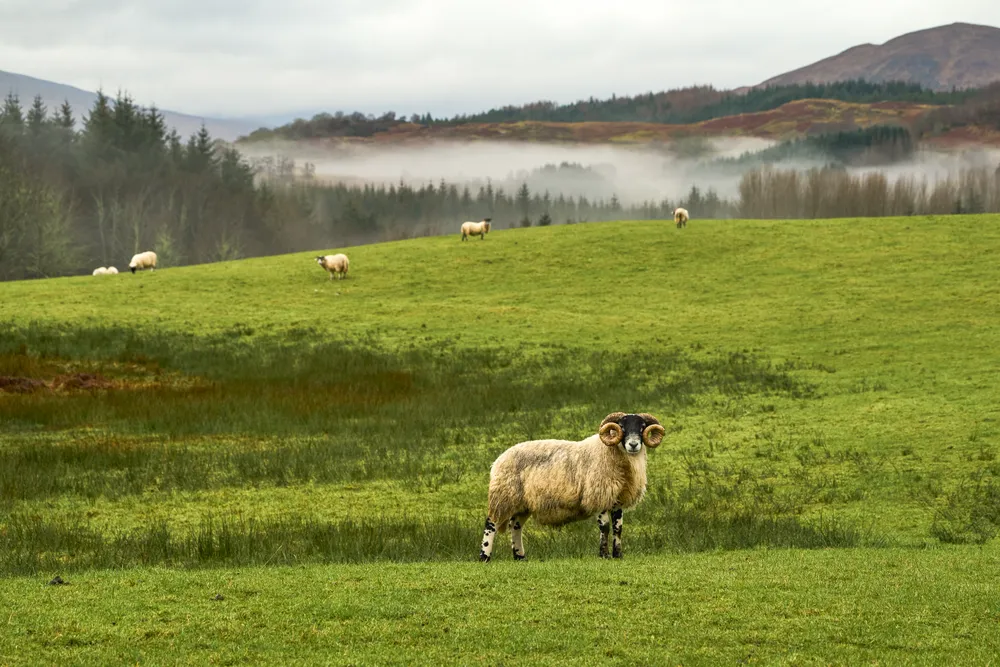 Incredible morning in Scotland, as we were on our way to the Highlands. Green fields, sheep scattered on hills, rams staring at us with curiosity, fog retreating uphill. Like a moment, taken out of a fairy tale, completely caught me by surprise. The whole day I wasn't able to believe this scene was actually real and did happen.