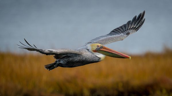 Pelican in flight (1) thumbnail
