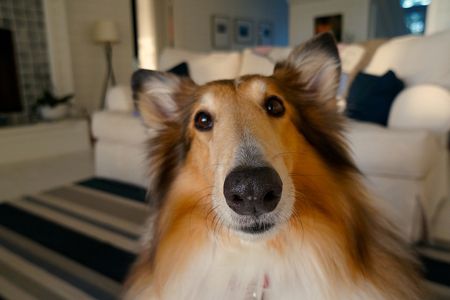 When they know humans are looking at them, dogs turn out to make a lot of facial expressions