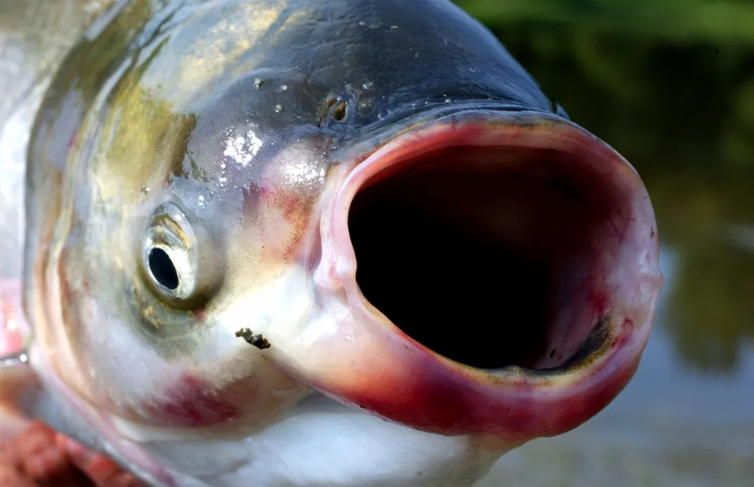 Invasive Carp