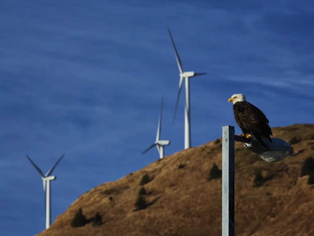 Eagle in front of wind turbines