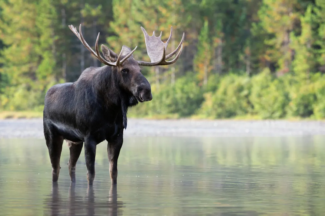 Moose