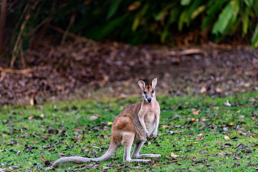 Wallaby on Hamilton Island