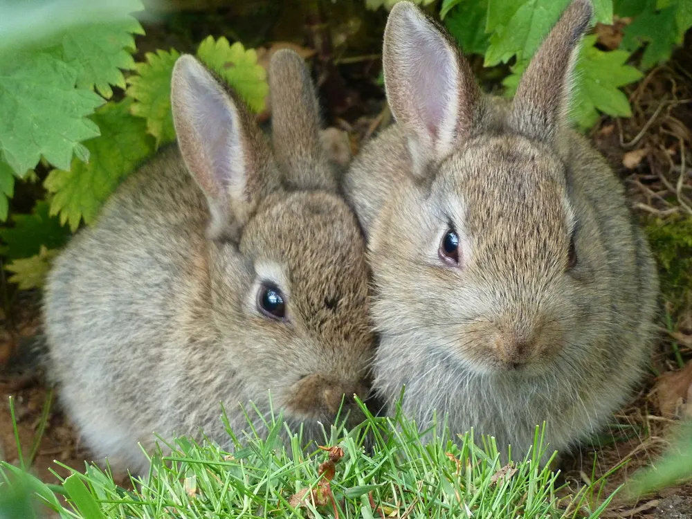 Rabbits