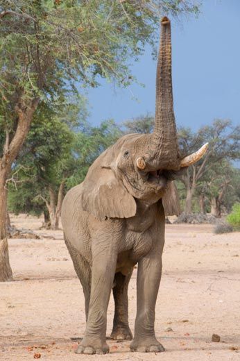 Some elephant calls are so deep in pitch they shake the ground