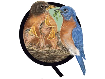 Could different backyard birds, such as a robin and a bluebird, produce viable offspring?&nbsp;