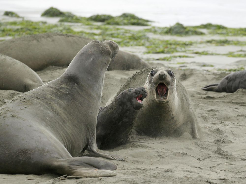 Elephant seals at Point Reyes: Seals take over Drakes Beach in California  that was closed during government shutdown - CBS News