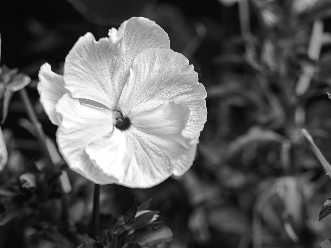 A simple, delicate flower Smithsonian Photo Contest Smithsonian