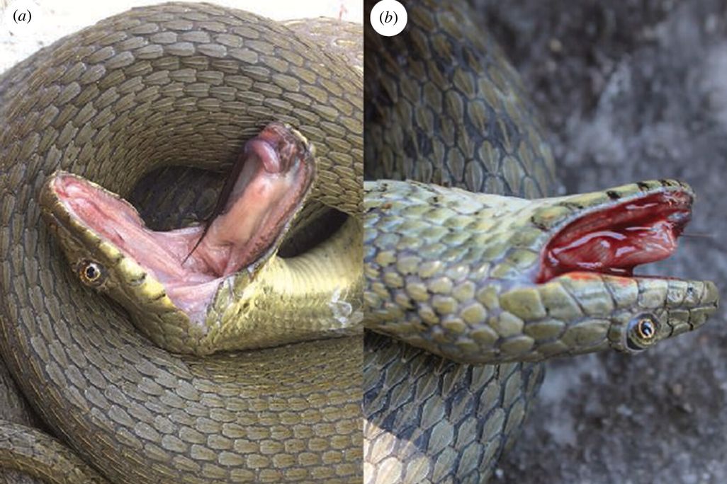 Two side by side photographs of dice snakes faking death, with the snake on the right filling its mouth with blood.