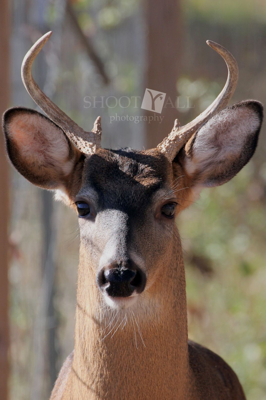 Bucky, the deer. Rescued as a fawn, and ready to be released back into ...