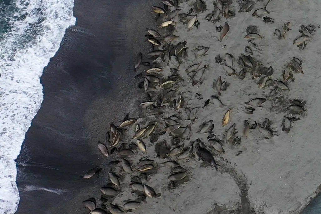 elephant seals as seen from above