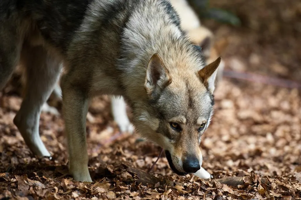 wolfdog.jpg