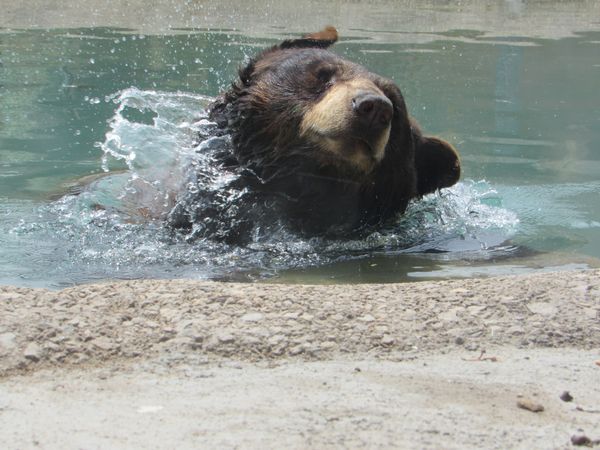 A bear enjoying the water. thumbnail