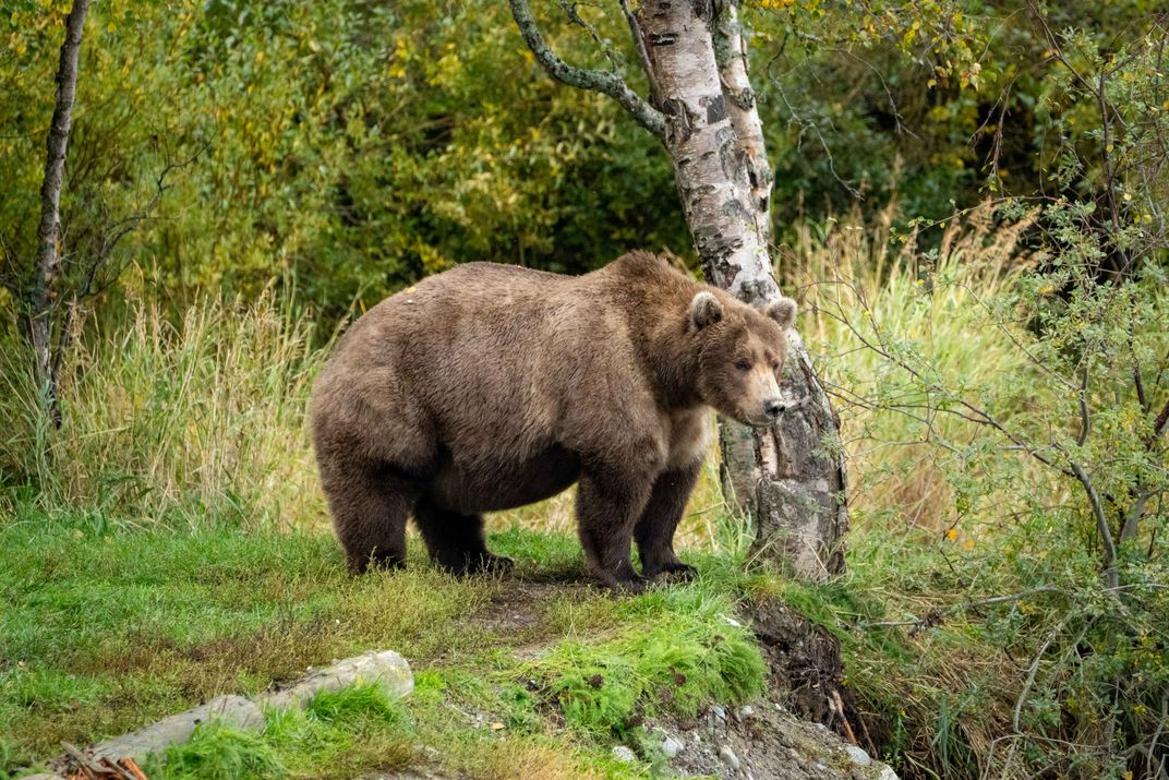 A photo of the large brown bear 901 standing in front of a tree on September 18.