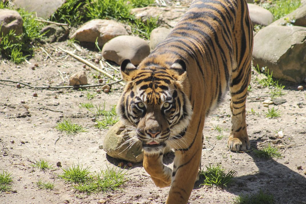 Smithsonian Sumatran Tiger | Smithsonian Photo Contest | Smithsonian ...