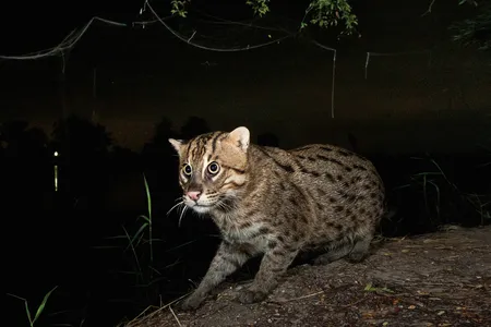 A fishing cat,&nbsp;Prionailurus viverrinus, in Koh Mon, Thailand, at a shrimp farm. Such facilities reduce the area inhabited by the shy animal, contributing to its decline.&nbsp;