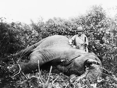 Roosevelt standing next to the elephant he shot on safari