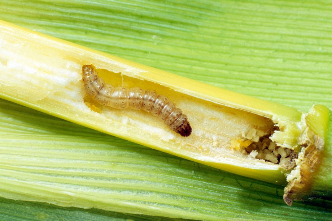 European Corn Borer