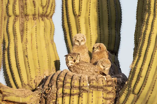 Great Horned Owl Family, Scottsdale, Arizona thumbnail