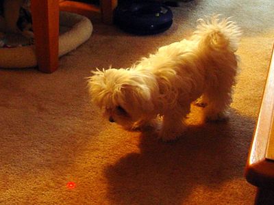 This dog loves the laser beam, but it might wind up making him crazy.