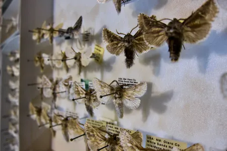Most White Sands moths are white to blend in with their environment, but a select few black species have evolved as well.
