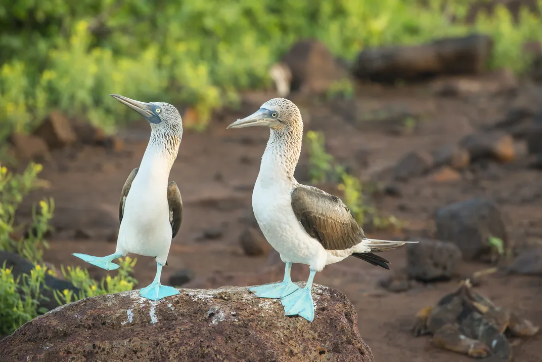 Pair of blue-footed boobies