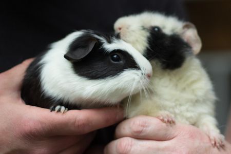 Equipped with their new names, Fleury White and Stargoon are ready to find their forever home.
