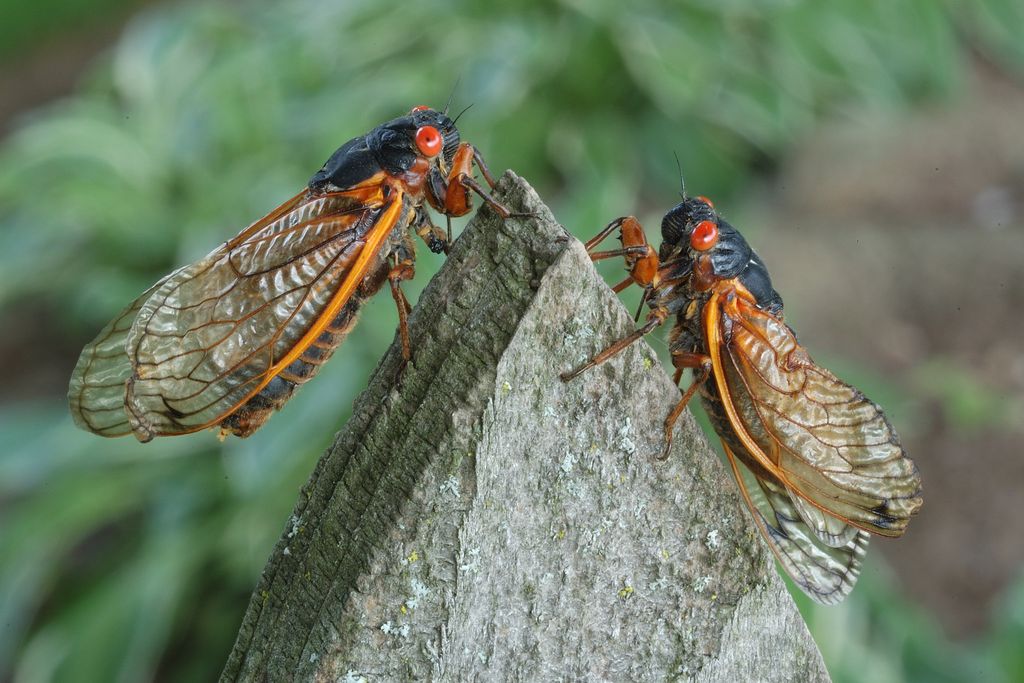 Two cicadas perched on a piece of wood