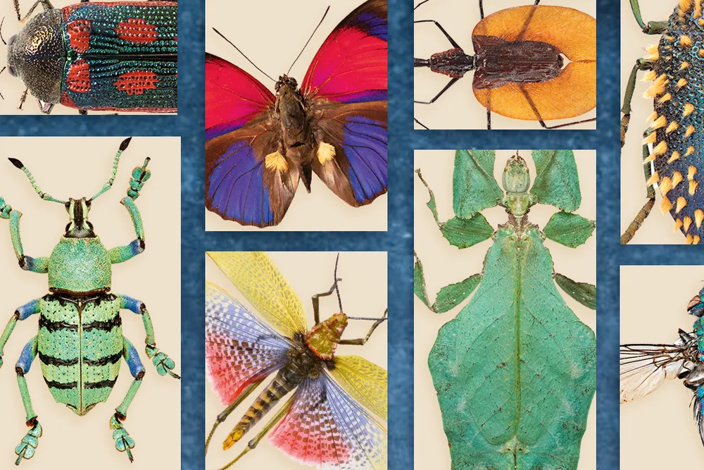 Interesting insects collage (main)