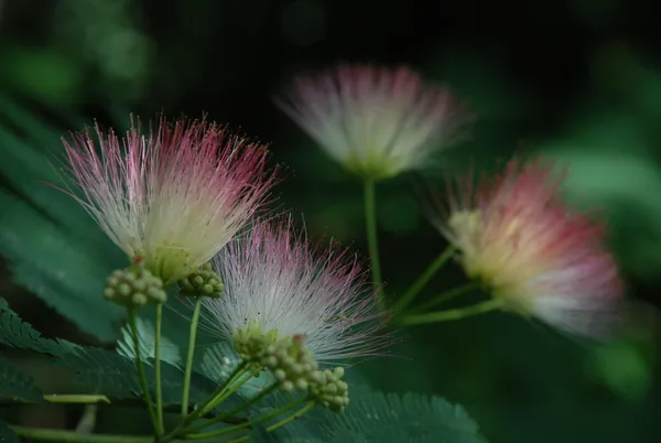 Blooming Mimosa Tree - Tennessee thumbnail
