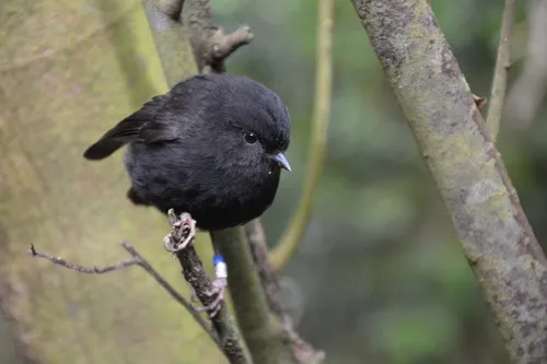 Black robin perched on a branch