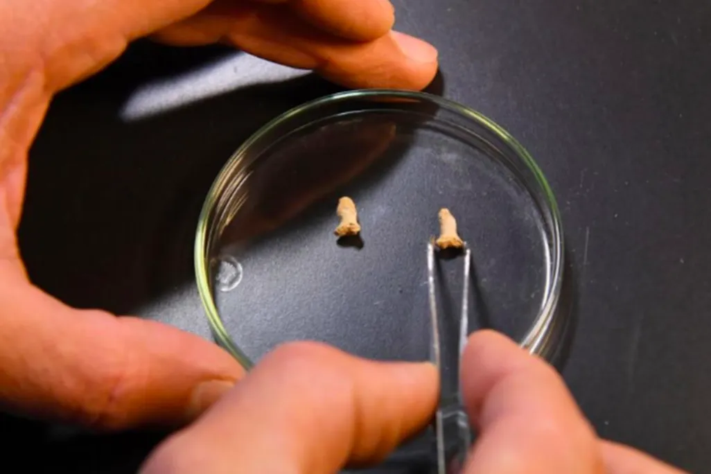 Neanderthal Bird Bones
