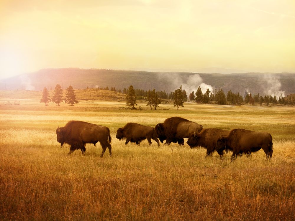 Image shows a landscape of tall grass with a herd of bison roaming