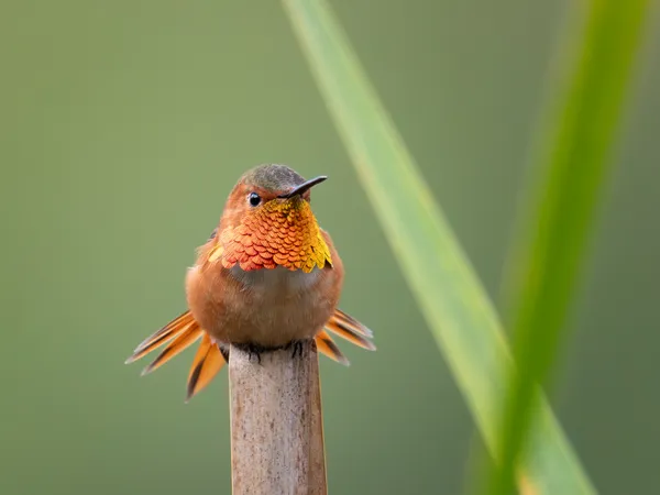 Fire bearer thumbnail