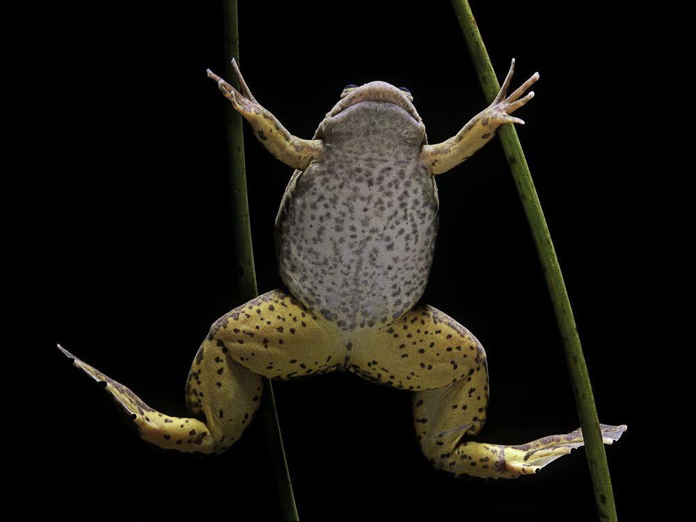 the underside of a spotted yellow frog called an African clawed frog against a black background